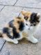 Calico Cats for sale in Columbus Grove, OH 45830, USA. price: $50