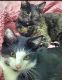 Calico Cats for sale in Hemet, CA, USA. price: $25