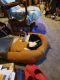 Calico Cats for sale in Garden City, Kansas. price: $300