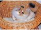 Calico Cats for sale in Newport News, VA, USA. price: NA