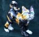 Calico Cats for sale in New Jersey, USA. price: NA