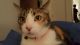 Calico Cats for sale in Lakeland, FL, USA. price: $65