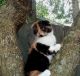 Calico Cats for sale in Mobile, AL, USA. price: $1,500