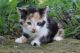 Calico Cats for sale in Canton, OH, USA. price: NA