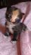 Calico Cats for sale in Orlando, FL, USA. price: NA