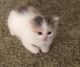 Calico Cats for sale in Kimball Township, MI 48074, USA. price: $650