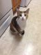 Calico Cats for sale in Jerome, AZ 86331, USA. price: NA