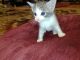 Calico Cats for sale in Spring Lake, NC, USA. price: NA