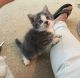 Calico Cats for sale in Sterling Heights, MI, USA. price: NA
