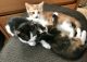 Calico Cats for sale in Vermilion, OH, USA. price: NA