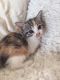 Calico Cats for sale in Torrance, CA 90503, USA. price: NA