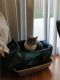 Calico Cats for sale in Kennewick, WA, USA. price: NA