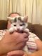 Calico Cats for sale in Zanesville, OH 43701, USA. price: NA