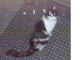 Calico Cats for sale in Vallejo, CA, USA. price: $1