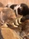 Calico Cats for sale in Davidson, NC 28036, USA. price: NA