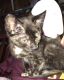 Calico Cats for sale in Lorain, OH, USA. price: NA