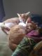 Calico Cats for sale in Paducah, KY, USA. price: $30