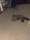 Calico Cats for sale in Lansing, MI, USA. price: NA