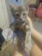 Calico Cats for sale in Winton, CA 95388, USA. price: NA