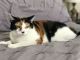Calico Cats for sale in Raymore, MO 64083, USA. price: $40