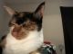 Calico Cats for sale in Tallahassee, FL, USA. price: $2,000
