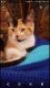 Calico Cats for sale in Chetek, WI 54728, USA. price: NA