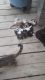 Calico Cats for sale in Mt Perry, OH 43760, USA. price: $100