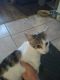 Calico Cats for sale in Grouse Ln, West Newton, PA 15089, USA. price: $1