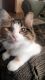 Calico Cats for sale in Hazel Green, WI 53811, USA. price: NA