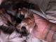 Calico Cats for sale in Tallahassee, FL, USA. price: $4,000