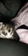 Calico Cats for sale in New Haven, CT, USA. price: $200