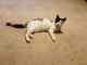 Calico Cats for sale in Mesa, AZ, USA. price: NA