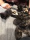 Calico Cats for sale in Telford, PA, USA. price: NA
