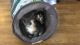 Calico Cats for sale in Caddo Mills, TX 75135, USA. price: NA