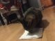 Calico Cats for sale in 331 Breckenridge St, Buffalo, NY 14213, USA. price: NA