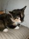 Calico Cats for sale in Perham, MN 56573, USA. price: NA