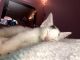 Calico Cats for sale in Charlotte, NC, USA. price: $200