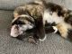 Calico Cats for sale in St Charles, MO 63301, USA. price: NA