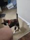 Calico Cats for sale in Cary, NC, USA. price: NA
