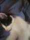 Calico Cats for sale in Port Orchard, WA, USA. price: $100