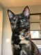 Calico Cats for sale in Winter Garden, FL 34787, USA. price: $350