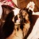 Calico Cats for sale in Camden St, Oakland, CA, USA. price: NA