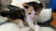 Calico Cats for sale in Ooltewah, TN, USA. price: $800