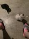 Calico Cats for sale in Garden Grove, CA, USA. price: $30