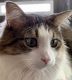 Calico Cats for sale in St. George, UT 84790, USA. price: NA