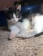 Calico Cats for sale in Nashville, NC 27856, USA. price: $720
