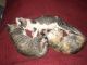 Calico Cats for sale in Winter Park, FL, USA. price: NA