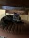 Calico Cats for sale in Tempe, AZ, USA. price: $5