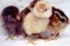 California Quail Birds for sale in Kern County, CA, USA. price: NA
