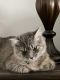 California Spangled Cat Cats for sale in Saratoga Springs, UT, USA. price: NA